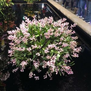 Meet your Posher, Carey